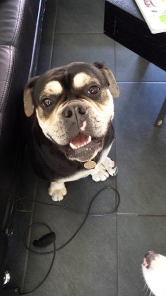 hundeudstilling varde