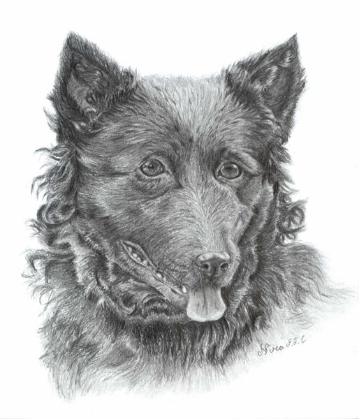 Irsk Ulvehunde modeller og andre racer