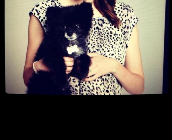 hjælpp hvilken hunde race 