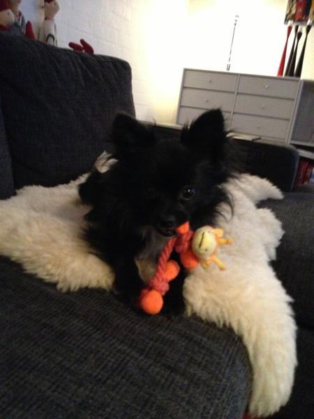 Korsbåndsskade på lille hund