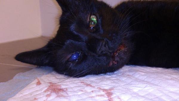 Mishandlet kat - ejeren søger hjælp