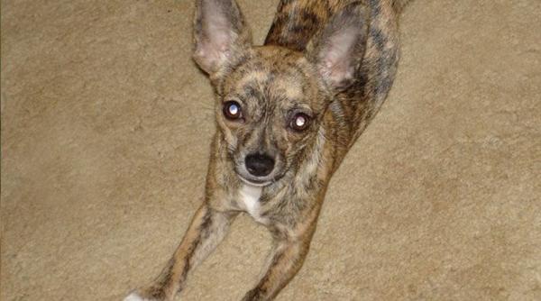 Brindle Chihuahua