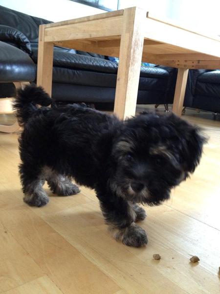 Hvalp der ikke vil plejes