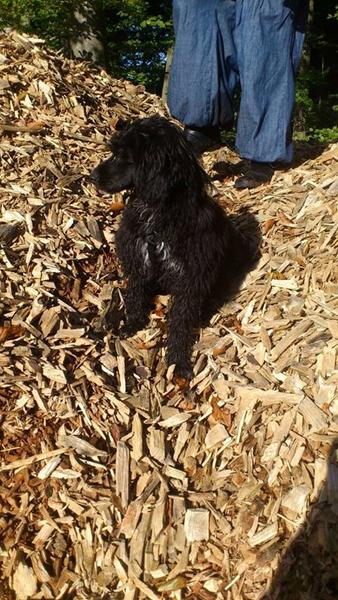 Chinese crested 