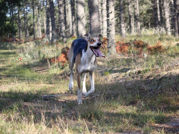 Jeg er stolt af min ”umulige” hund :)