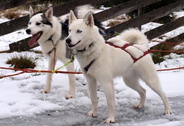 Polarhundeklubben officials til løb Skrevet af Malene - og huskierne