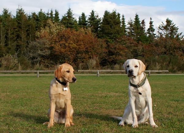 dygtige drenge - legesyge drenge