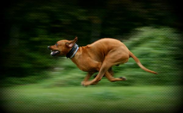 Lure Coursing