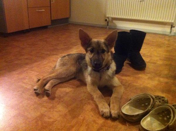 Søger søskene til min schæffer