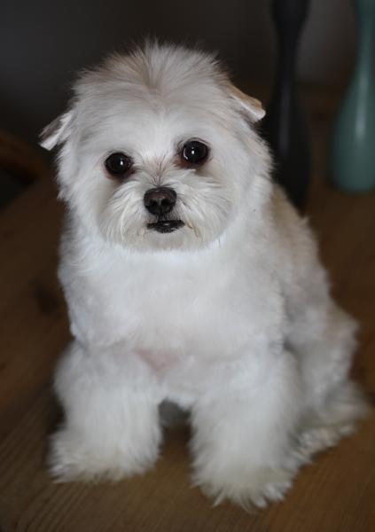 Hyggelig aften med Cleo