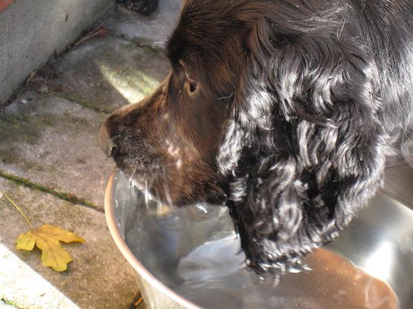 Min hund drikker på total åndsvag måde