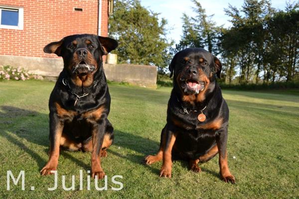 Wolfsblut godbidder?