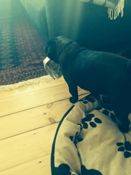 Hi hi min lille bissehund!