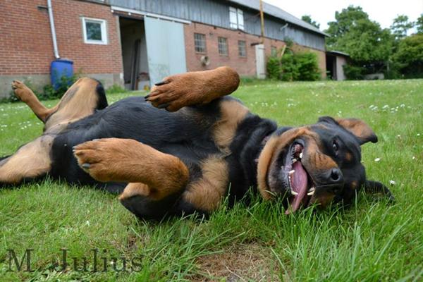 Øv snart seniorfoder :(