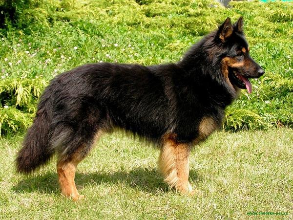 Nogle der kender racen : Chodsky Pes?