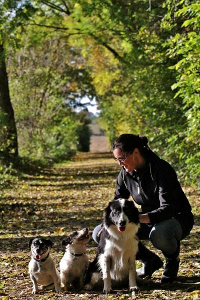 Søger ung/voksen border collie