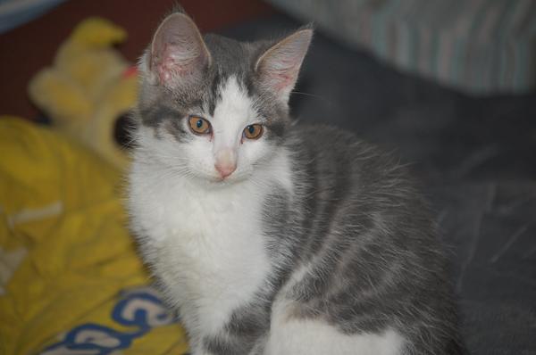 hjælp til kattenavn!!!