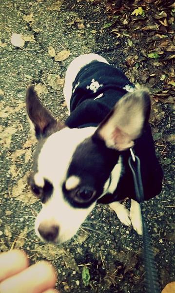 min hund gider ikke gå tur mere...Hjælp :-)