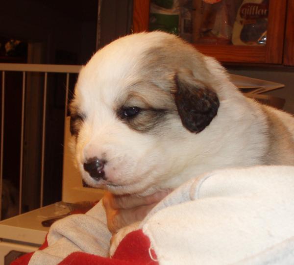 Advarsel - Hvalpebilleder