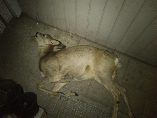 Så er der sgu slagtet rådyr!