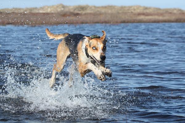 Agility i det nordjyske