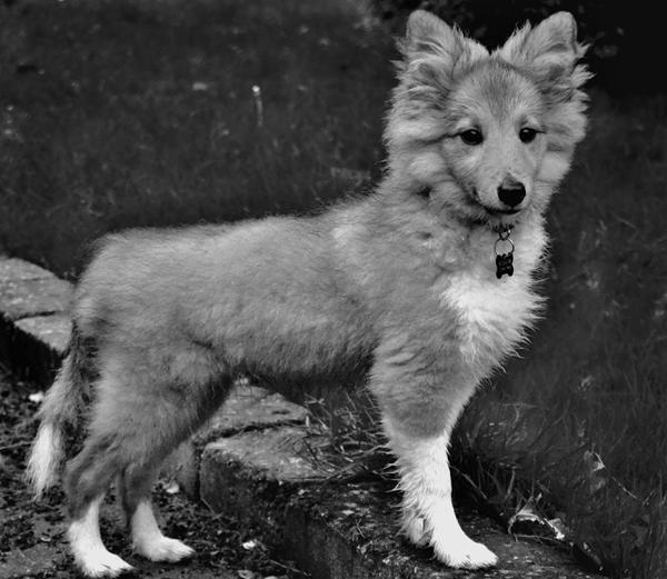 hundeleg / hundetræf i hillerød