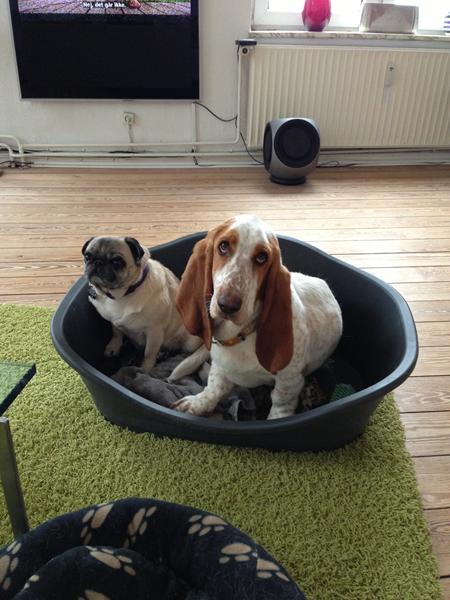 pöver at tage "magten"