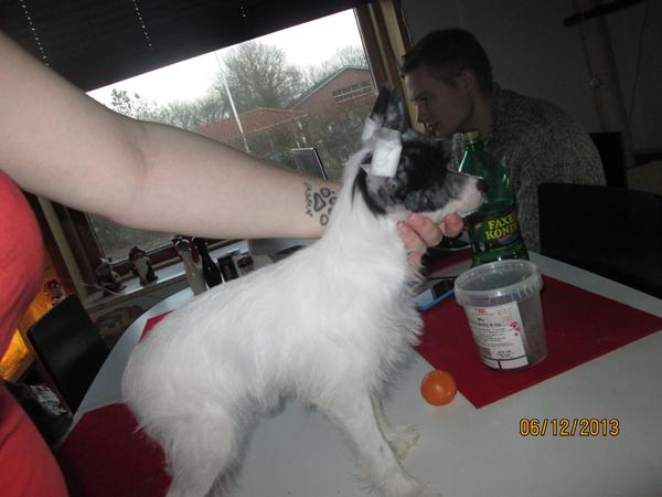 Puff vs hårløs hvalp