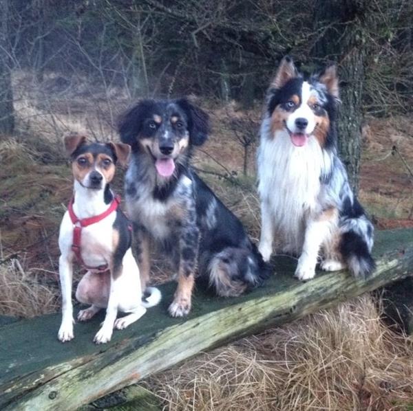 Hyggelig tur i skoven