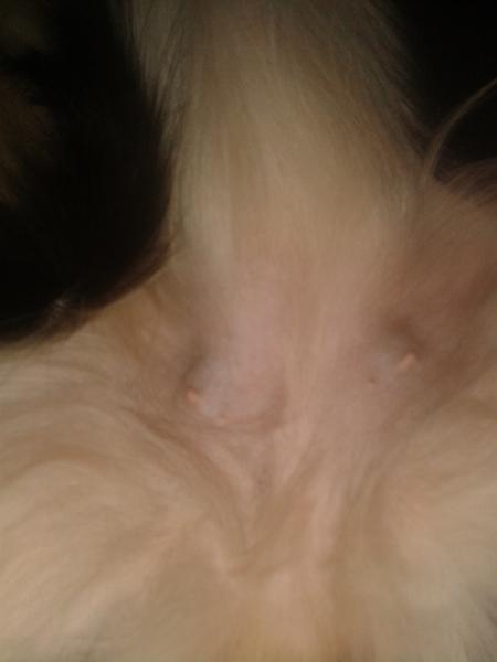 Let hævede og blålige bryster