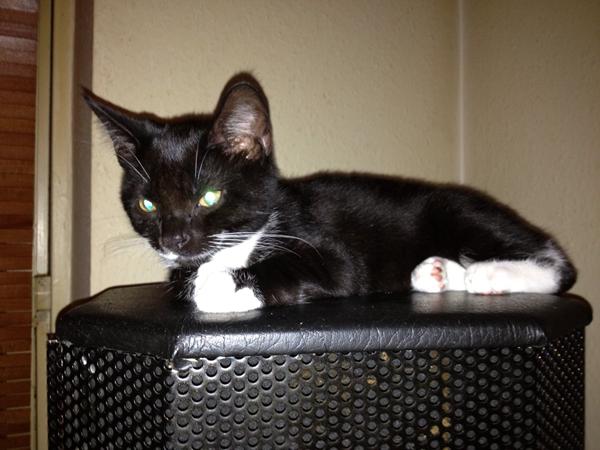 EFTERLYSNING HORSENS!