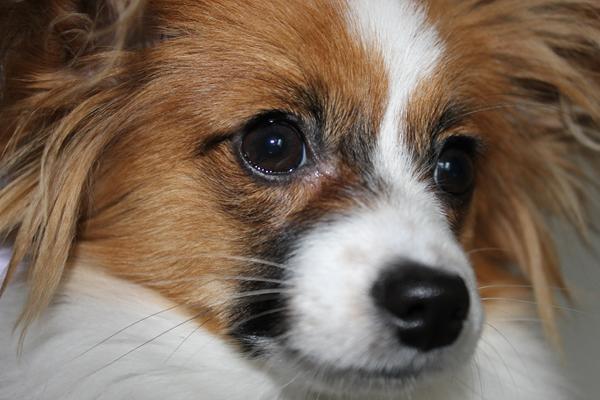 Manglende pels vej øjet, sår-lignende