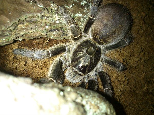 Mine nye fugleedderkopper! OBS billeder.