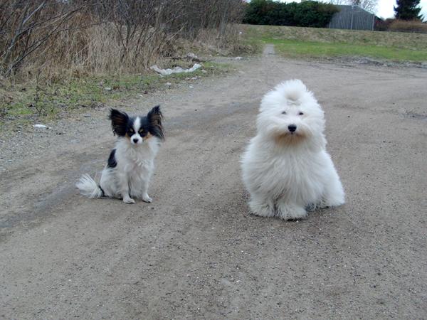 Jer med Coton og andre hunde med "krævende" pels