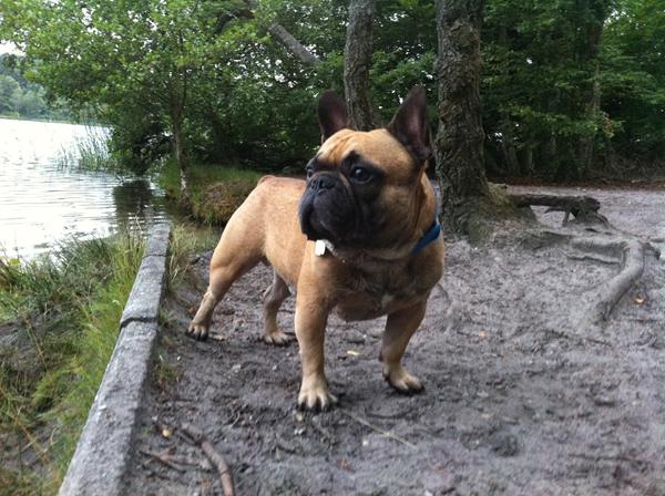 Bedre immunforsvar hos hund??