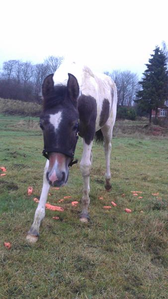 EFTERLYSNING, MARIAGER - DEL!!!!! Hest