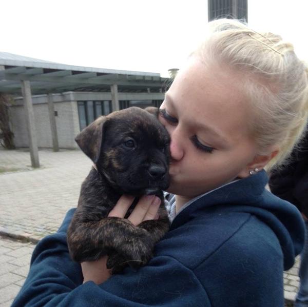 Hvalpe i nordjælland