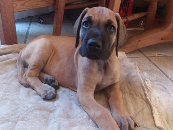 Så fik vi reserveret en ''lille'' hvalp 