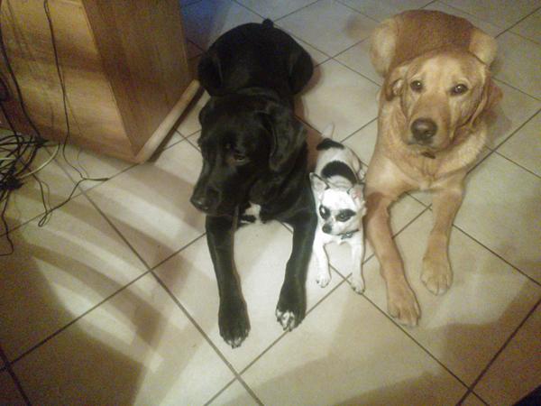 Tigger vi?.... Neeeeej,kunne vi aldrig finde på :)