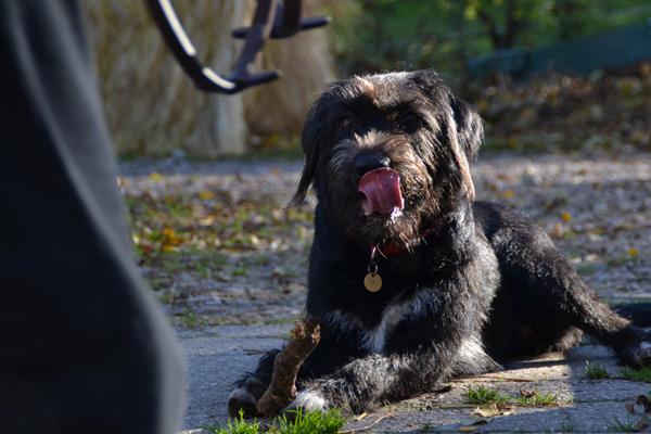 seriøst, findes der ingen hundetrænere i dk?