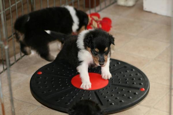 Colliehvalpe m. balancebræt