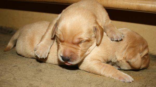 så skal jeg se hvalpen i morgen :D