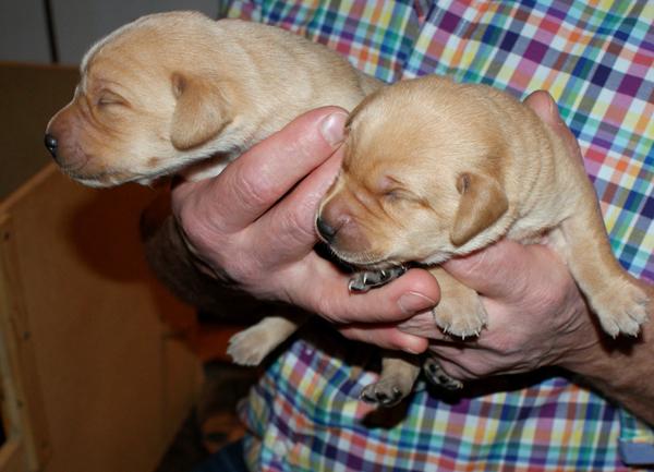 Dakota? hvalpebesøg