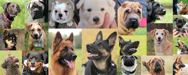 Portrætter af hunde