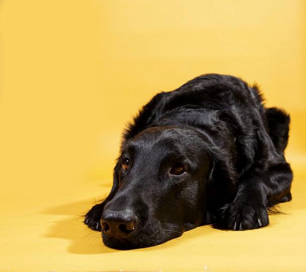 Hårdt at være Floyd