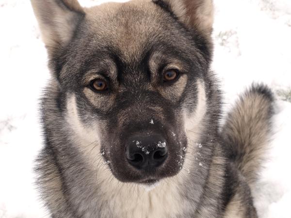 Wolf's første rigtige sne