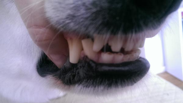 Tænder - "Ombetrækning"