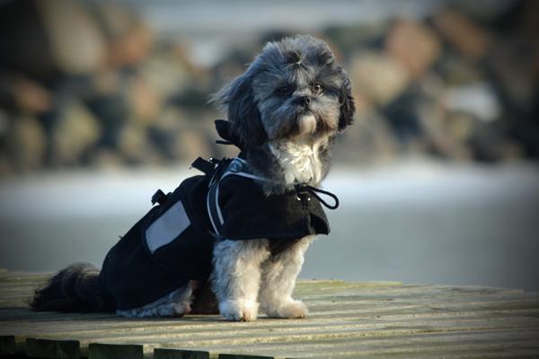 En ny Stjerne på Himlen i nat