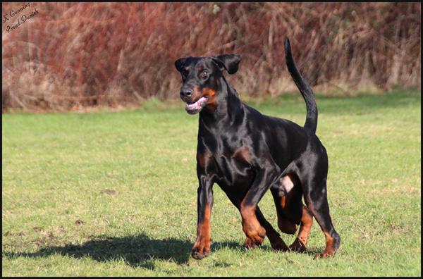 Find "5" fejl (Dobermann) ;-)