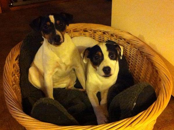 Efterlysning 4690 Haslev